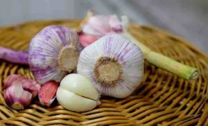 garlic