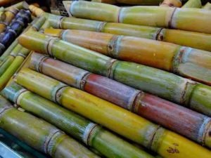 sugar-cane-276242_640