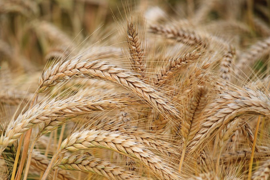 Image illustrating different types of flour